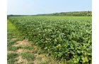 Property photo 15 - LAND AUCTION - 331+/-ACRES OFFERED IN 3 TRACTS IN KNOX COUNTY, INDIANA