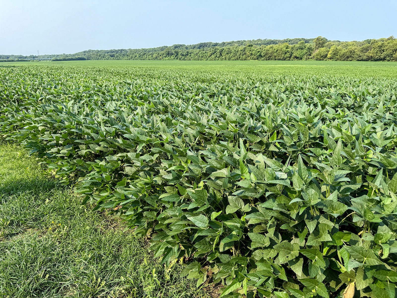 Property photo 17 - LAND AUCTION - 331+/-ACRES OFFERED IN 3 TRACTS IN KNOX COUNTY, INDIANA