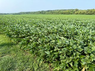 Property photo 17 - LAND AUCTION - 331+/-ACRES OFFERED IN 3 TRACTS IN KNOX COUNTY, INDIANA