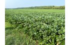Property photo 17 - LAND AUCTION - 331+/-ACRES OFFERED IN 3 TRACTS IN KNOX COUNTY, INDIANA