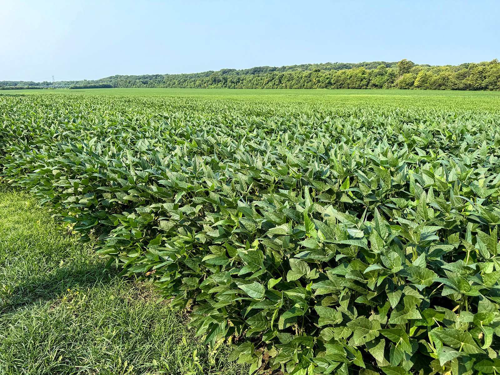 Property photo 18 - LAND AUCTION - 331+/-ACRES OFFERED IN 3 TRACTS IN KNOX COUNTY, INDIANA