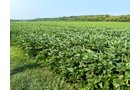 Property photo 18 - LAND AUCTION - 331+/-ACRES OFFERED IN 3 TRACTS IN KNOX COUNTY, INDIANA
