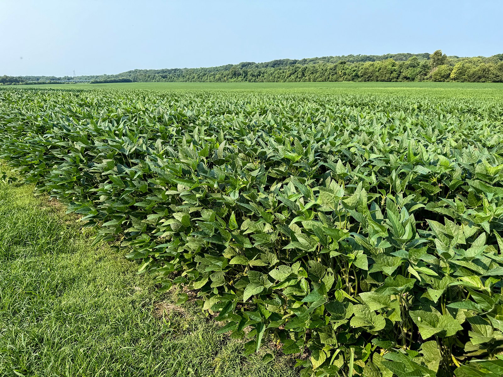 Property photo 19 - LAND AUCTION - 331+/-ACRES OFFERED IN 3 TRACTS IN KNOX COUNTY, INDIANA