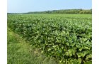 Property photo 19 - LAND AUCTION - 331+/-ACRES OFFERED IN 3 TRACTS IN KNOX COUNTY, INDIANA