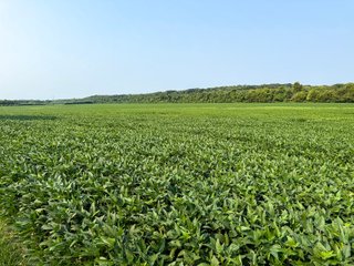 Property photo 20 - LAND AUCTION - 331+/-ACRES OFFERED IN 3 TRACTS IN KNOX COUNTY, INDIANA
