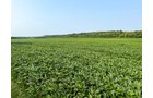 Property photo 20 - LAND AUCTION - 331+/-ACRES OFFERED IN 3 TRACTS IN KNOX COUNTY, INDIANA