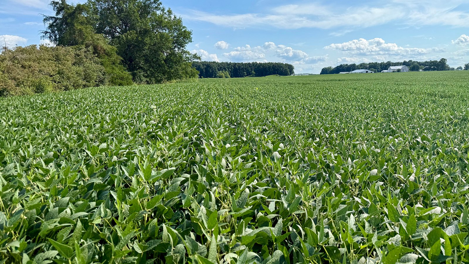 Property photo 11 - FARMLAND AUCTION - 53.8+/-ACRES OFFERED IN 3 TRACTS IN ADAMS COUNTY, INDIANA