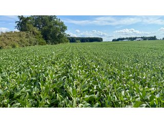 Property photo 11 - FARMLAND AUCTION - 53.8+/-ACRES OFFERED IN 3 TRACTS IN ADAMS COUNTY, INDIANA