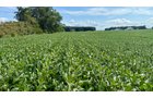 Property photo 11 - FARMLAND AUCTION - 53.8+/-ACRES OFFERED IN 3 TRACTS IN ADAMS COUNTY, INDIANA