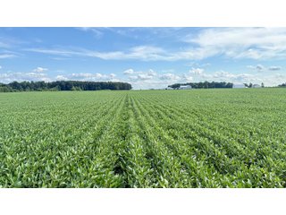 Property photo 15 - FARMLAND AUCTION - 53.8+/-ACRES OFFERED IN 3 TRACTS IN ADAMS COUNTY, INDIANA