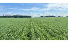 Property photo 15 - FARMLAND AUCTION - 53.8+/-ACRES OFFERED IN 3 TRACTS IN ADAMS COUNTY, INDIANA