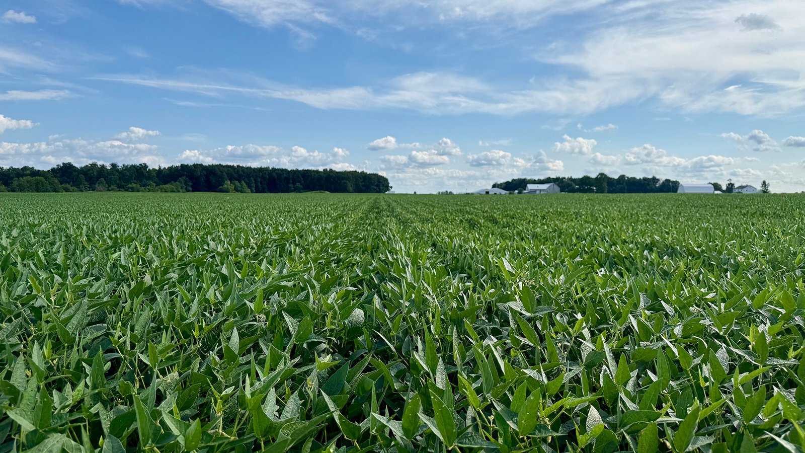 Property photo 16 - FARMLAND AUCTION - 53.8+/-ACRES OFFERED IN 3 TRACTS IN ADAMS COUNTY, INDIANA