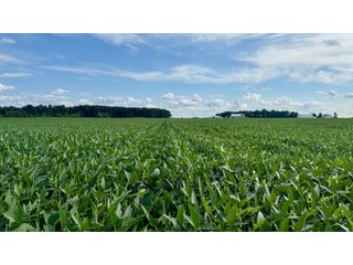 Property photo 16 - FARMLAND AUCTION - 53.8+/-ACRES OFFERED IN 3 TRACTS IN ADAMS COUNTY, INDIANA