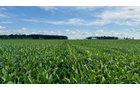 Property photo 16 - FARMLAND AUCTION - 53.8+/-ACRES OFFERED IN 3 TRACTS IN ADAMS COUNTY, INDIANA