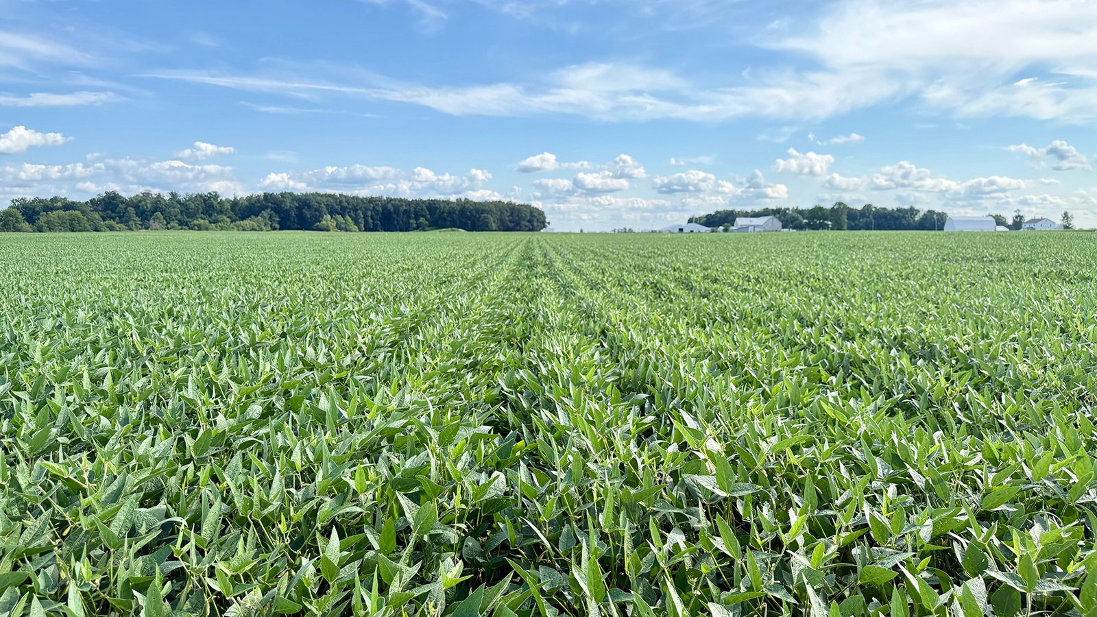 Property photo 17 - FARMLAND AUCTION - 53.8+/-ACRES OFFERED IN 3 TRACTS IN ADAMS COUNTY, INDIANA
