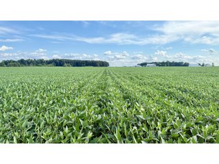Property photo 17 - FARMLAND AUCTION - 53.8+/-ACRES OFFERED IN 3 TRACTS IN ADAMS COUNTY, INDIANA