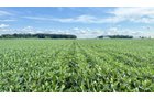 Property photo 17 - FARMLAND AUCTION - 53.8+/-ACRES OFFERED IN 3 TRACTS IN ADAMS COUNTY, INDIANA