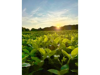 Property photo 17 - LAKE FRONT PROPERTY AUCTION - 36.45+/-ACRES OFFERED IN 3 TRACTS IN NOBLE COUNTY, INDIANA
