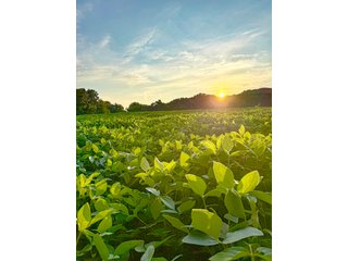 Property photo 18 - LAKE FRONT PROPERTY AUCTION - 36.45+/-ACRES OFFERED IN 3 TRACTS IN NOBLE COUNTY, INDIANA