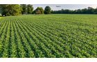 Property photo 28 - QUALITY LAND AUCTION - 249.5+/-ACRES OFFERED IN 9 TRACTS IN MARSHALL COUNTY, INDIANA
