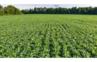 Property photo 38 - QUALITY LAND AUCTION - 249.5+/-ACRES OFFERED IN 9 TRACTS IN MARSHALL COUNTY, INDIANA