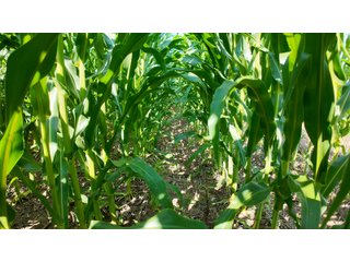 Property photo 14 - LAND AUCTION 97.46+/-ACRES OFFERED IN 2 TRACTS IN MERCER COUNTY, OHIO