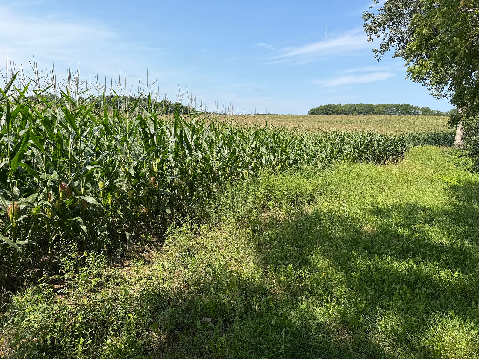 Property photo 37 - FARMLAND AUCTION - 124+/-ACRES OFFERED IN 9 TRACTS IN DEFIANCE COUNTY, OHIO