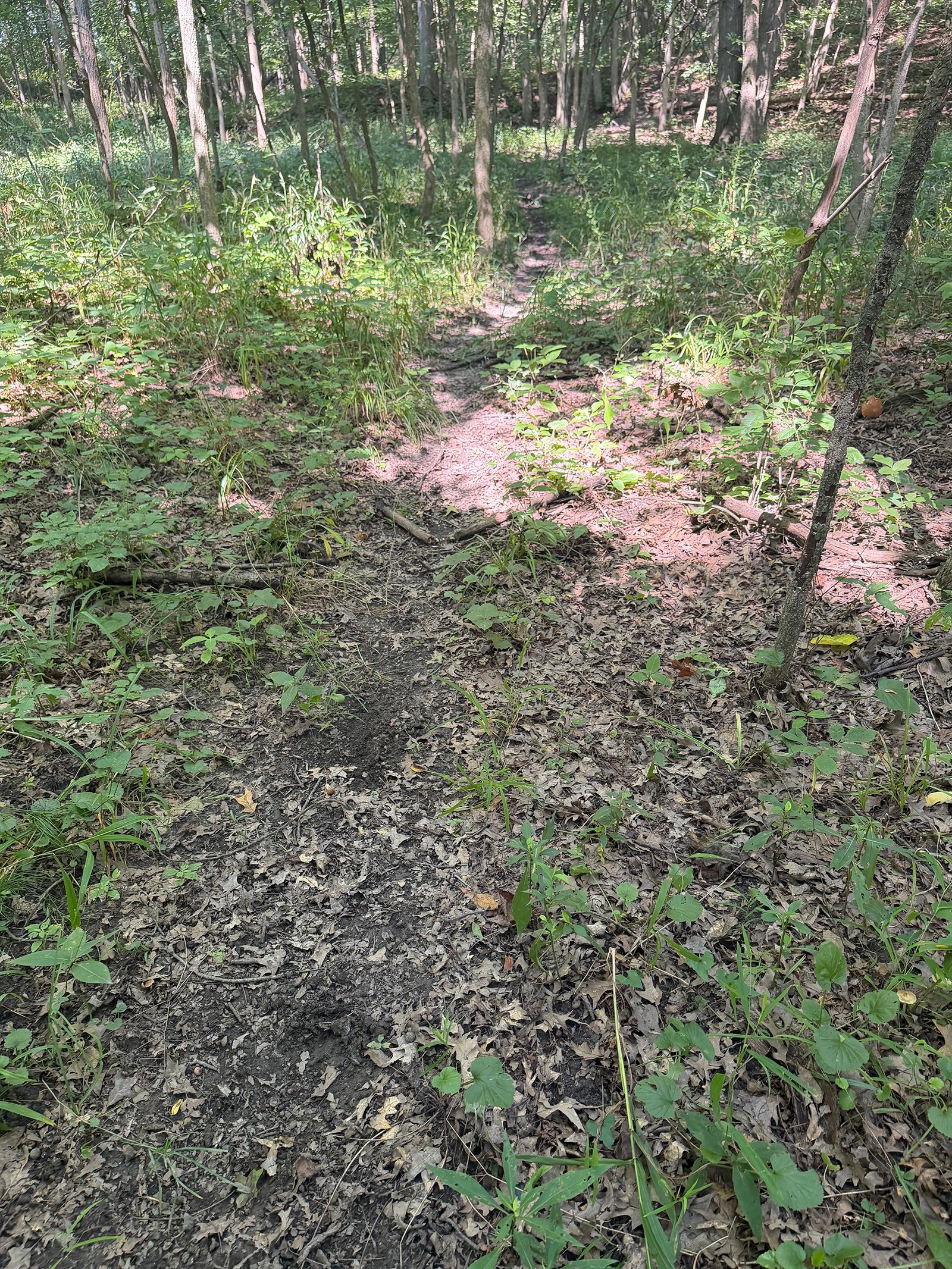 Property photo 70 - FARMLAND AUCTION - 124+/-ACRES OFFERED IN 9 TRACTS IN DEFIANCE COUNTY, OHIO