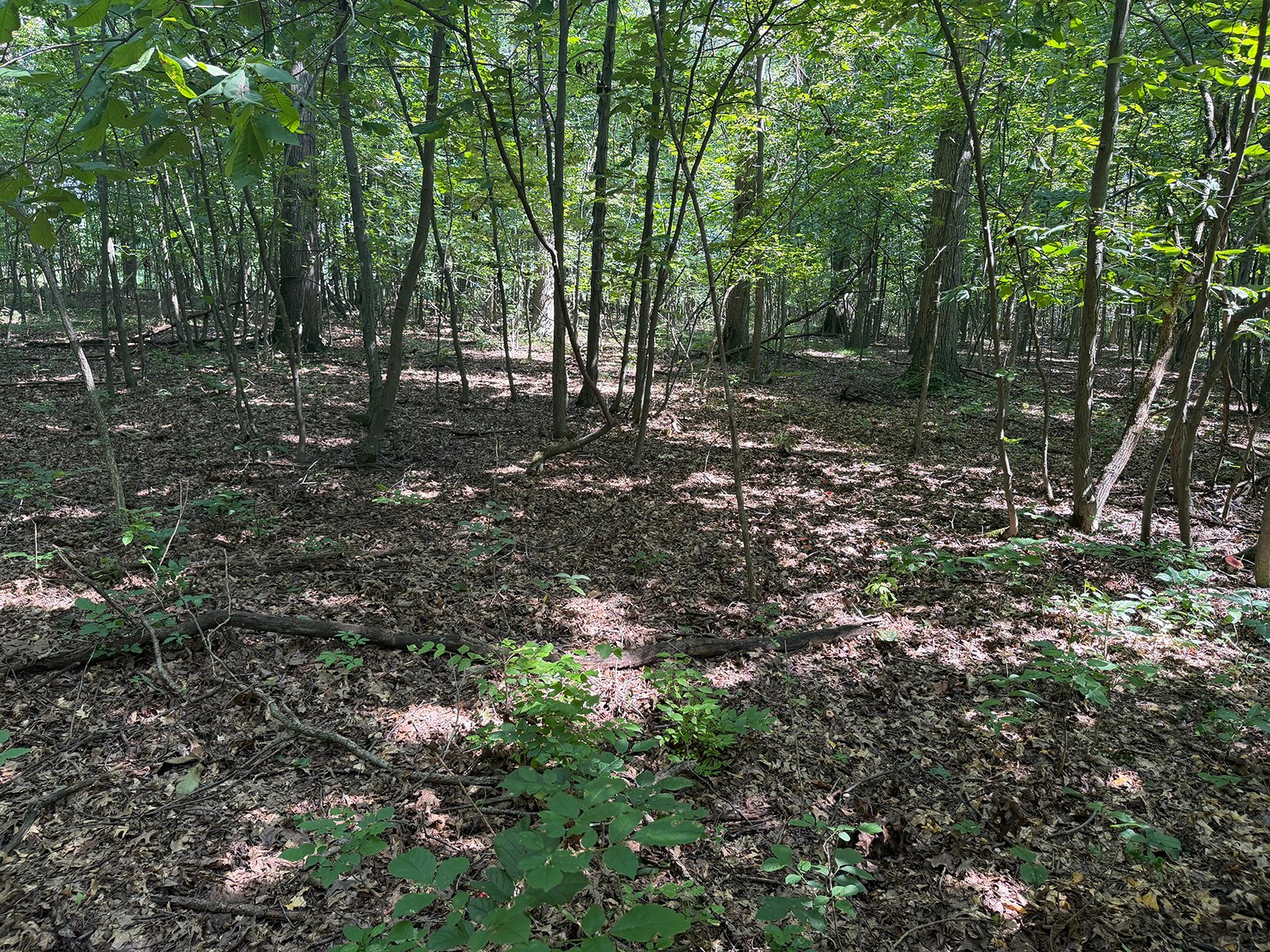 Property photo 72 - FARMLAND AUCTION - 124+/-ACRES OFFERED IN 9 TRACTS IN DEFIANCE COUNTY, OHIO