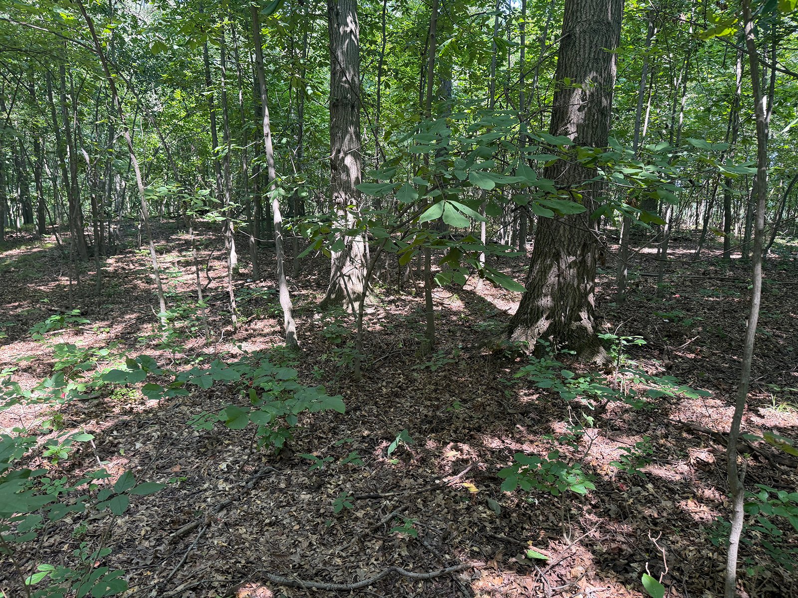 Property photo 73 - FARMLAND AUCTION - 124+/-ACRES OFFERED IN 9 TRACTS IN DEFIANCE COUNTY, OHIO