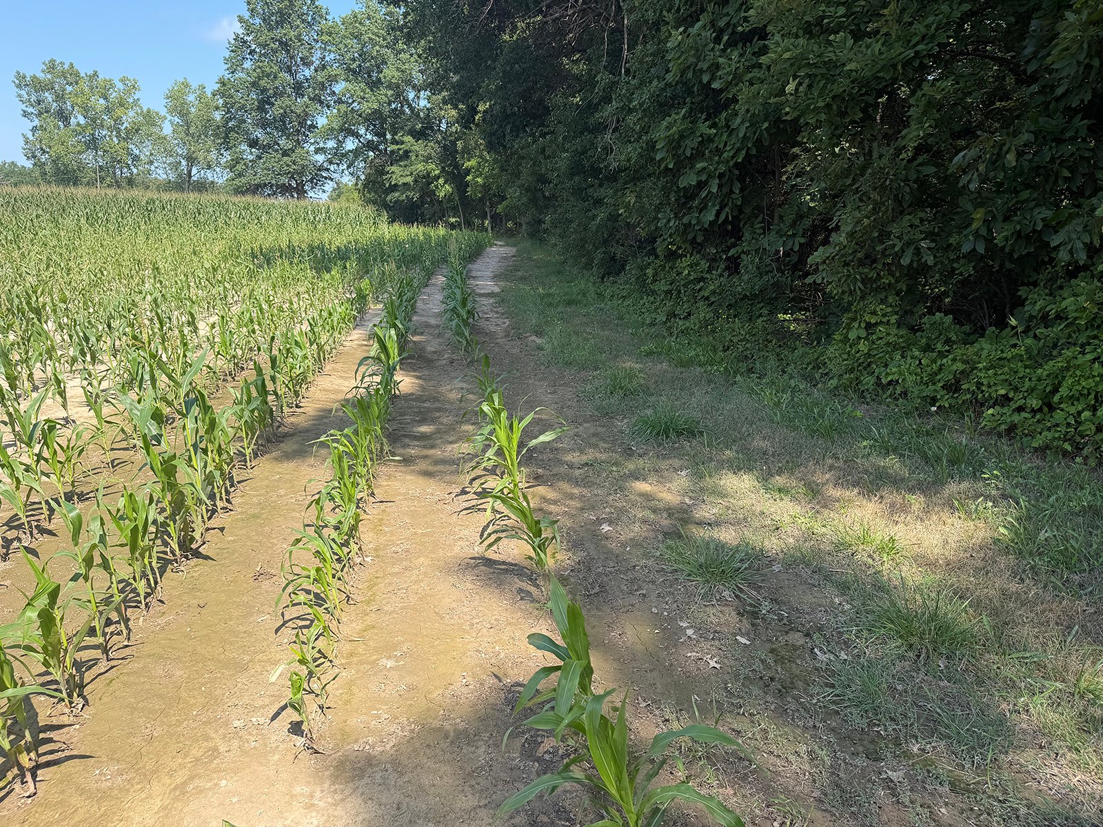 Property photo 46 - FARMLAND AUCTION - 124+/-ACRES OFFERED IN 9 TRACTS IN DEFIANCE COUNTY, OHIO