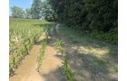 Property photo 46 - FARMLAND AUCTION - 124+/-ACRES OFFERED IN 9 TRACTS IN DEFIANCE COUNTY, OHIO