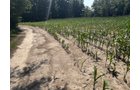 Property photo 48 - FARMLAND AUCTION - 124+/-ACRES OFFERED IN 9 TRACTS IN DEFIANCE COUNTY, OHIO