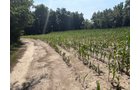 Property photo 49 - FARMLAND AUCTION - 124+/-ACRES OFFERED IN 9 TRACTS IN DEFIANCE COUNTY, OHIO