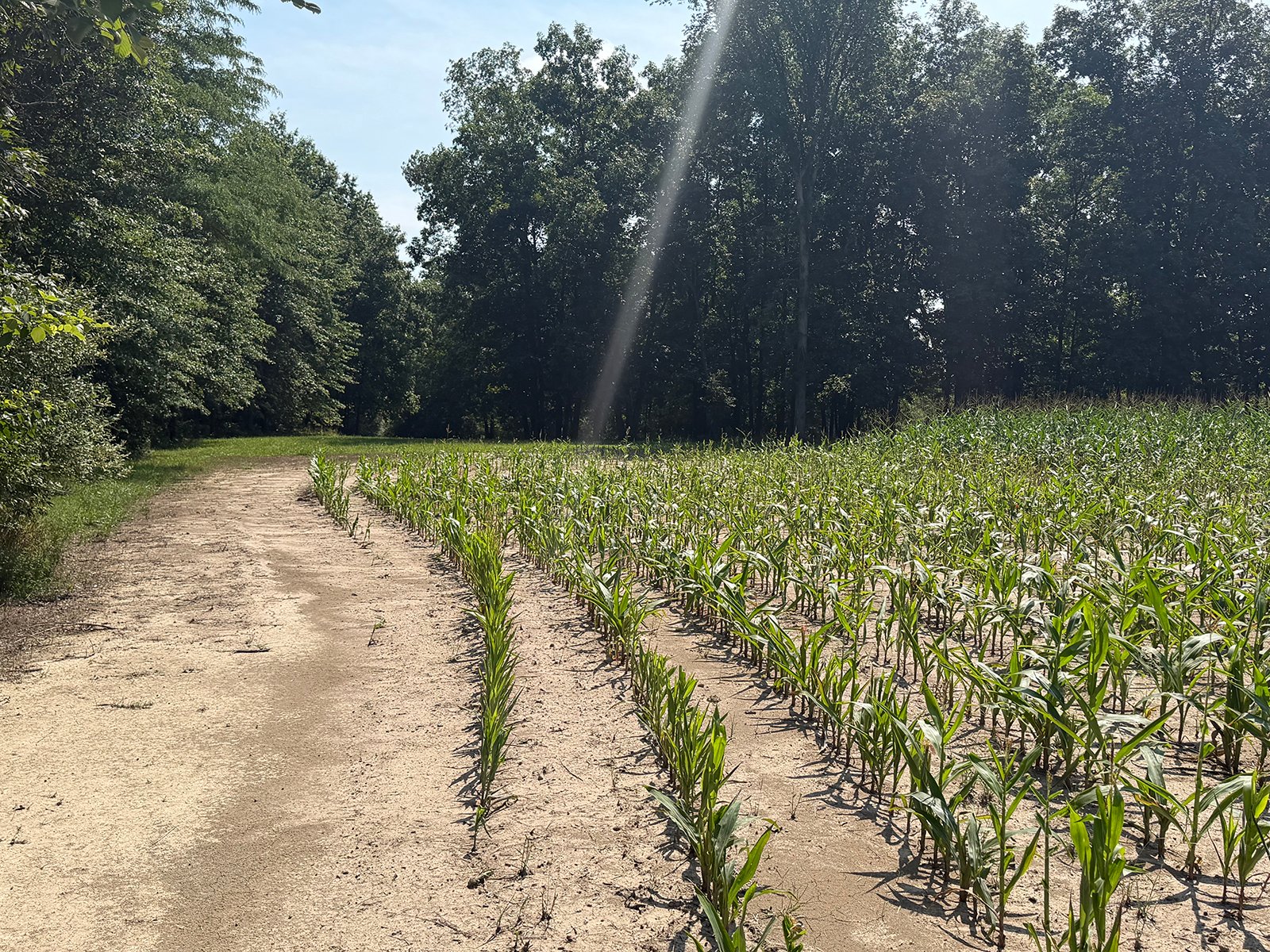 Property photo 50 - FARMLAND AUCTION - 124+/-ACRES OFFERED IN 9 TRACTS IN DEFIANCE COUNTY, OHIO