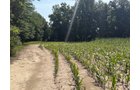 Property photo 50 - FARMLAND AUCTION - 124+/-ACRES OFFERED IN 9 TRACTS IN DEFIANCE COUNTY, OHIO