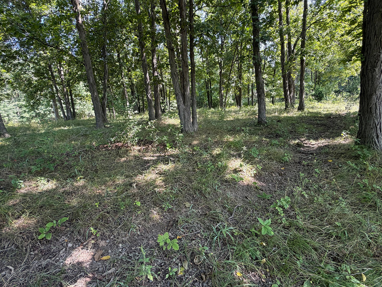 Property photo 75 - FARMLAND AUCTION - 124+/-ACRES OFFERED IN 9 TRACTS IN DEFIANCE COUNTY, OHIO
