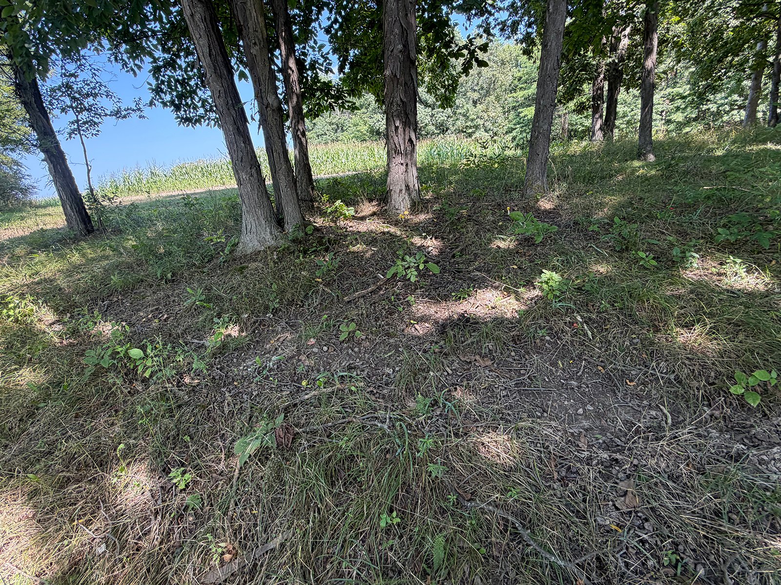 Property photo 76 - FARMLAND AUCTION - 124+/-ACRES OFFERED IN 9 TRACTS IN DEFIANCE COUNTY, OHIO