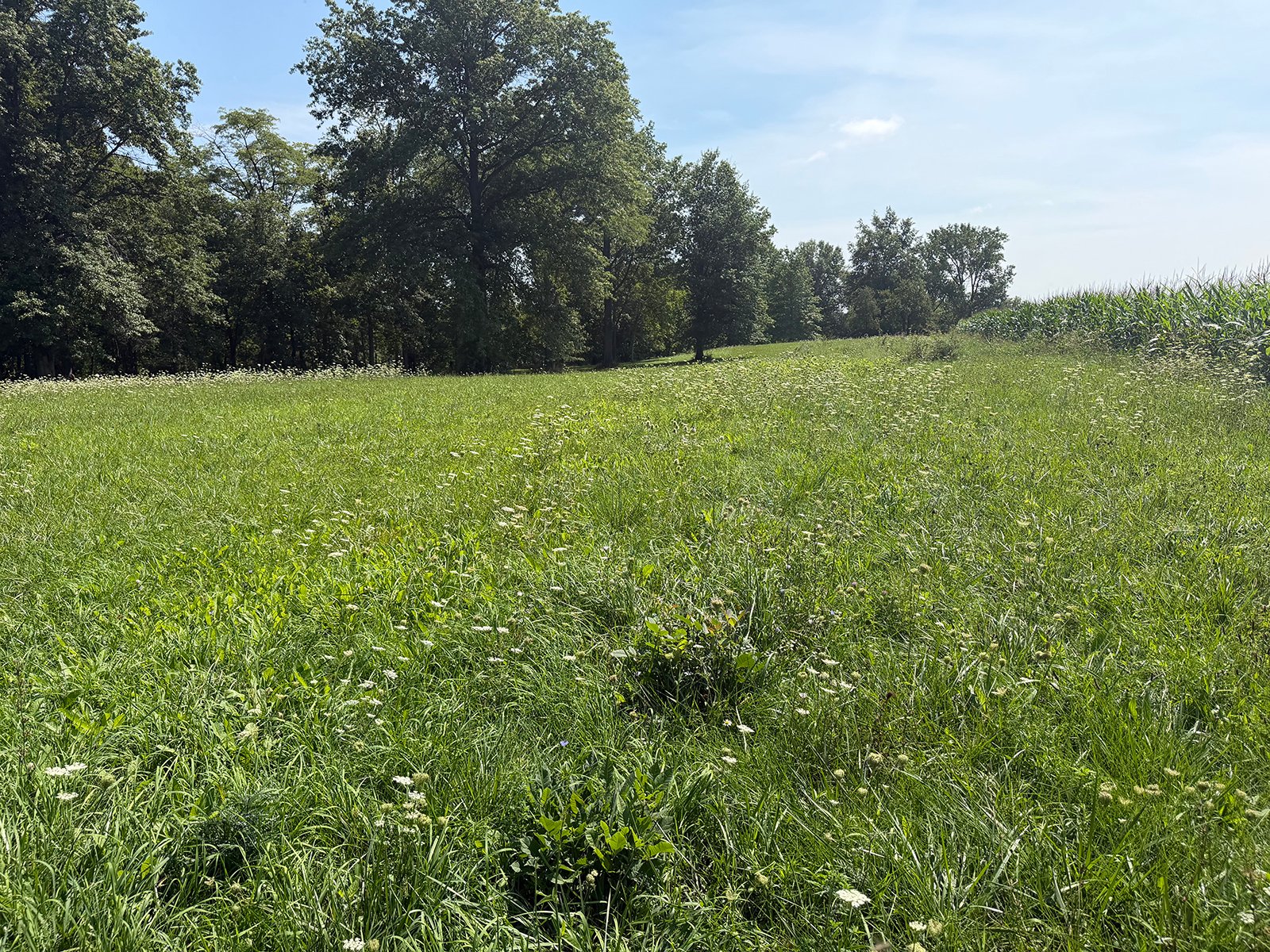 Property photo 32 - FARMLAND AUCTION - 124+/-ACRES OFFERED IN 9 TRACTS IN DEFIANCE COUNTY, OHIO