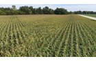 Property photo 11 - FARMLAND AUCTION - 124+/-ACRES OFFERED IN 9 TRACTS IN DEFIANCE COUNTY, OHIO