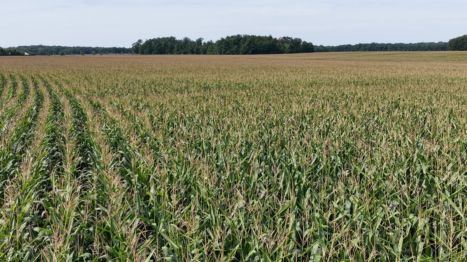 Property photo 12 - FARMLAND AUCTION - 124+/-ACRES OFFERED IN 9 TRACTS IN DEFIANCE COUNTY, OHIO
