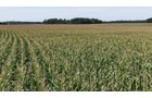 Property photo 12 - FARMLAND AUCTION - 124+/-ACRES OFFERED IN 9 TRACTS IN DEFIANCE COUNTY, OHIO