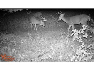 Property photo 44 - REAL ESTATE AUCTION - 40+/-ACRES OFFERED IN 3 TRACTS IN WILLIAMS COUNTY, OHIO