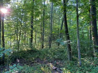Property photo 13 - REAL ESTATE AUCTION - 40+/-ACRES OFFERED IN 3 TRACTS IN WILLIAMS COUNTY, OHIO