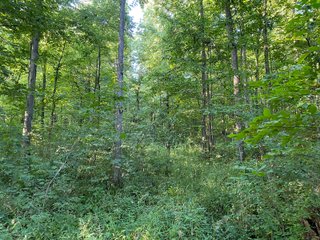 Property photo 14 - REAL ESTATE AUCTION - 40+/-ACRES OFFERED IN 3 TRACTS IN WILLIAMS COUNTY, OHIO