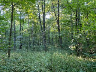 Property photo 15 - REAL ESTATE AUCTION - 40+/-ACRES OFFERED IN 3 TRACTS IN WILLIAMS COUNTY, OHIO