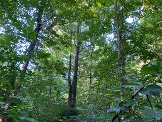 Property photo 16 - REAL ESTATE AUCTION - 40+/-ACRES OFFERED IN 3 TRACTS IN WILLIAMS COUNTY, OHIO