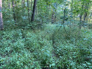 Property photo 17 - REAL ESTATE AUCTION - 40+/-ACRES OFFERED IN 3 TRACTS IN WILLIAMS COUNTY, OHIO