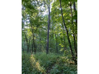 Property photo 18 - REAL ESTATE AUCTION - 40+/-ACRES OFFERED IN 3 TRACTS IN WILLIAMS COUNTY, OHIO