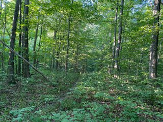 Property photo 19 - REAL ESTATE AUCTION - 40+/-ACRES OFFERED IN 3 TRACTS IN WILLIAMS COUNTY, OHIO